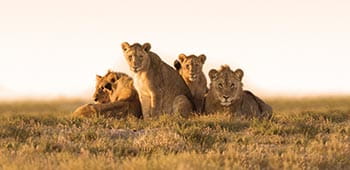 Spot lions on a safari tour